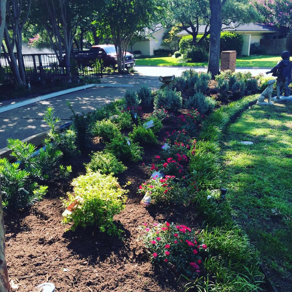 perennial shrubs and flowers